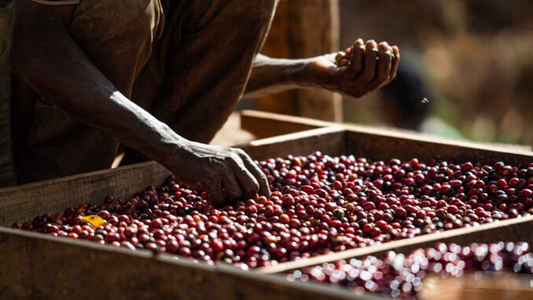 Co-Fermentation and the Future of Cold Brew Coffee